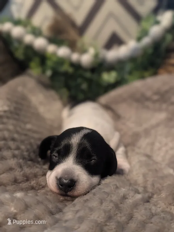 Black piebald – Miniature Dachshund puppy for sale in Englewood, FL