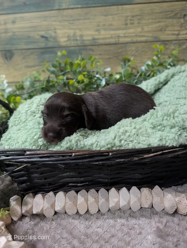 Solid chocolate  – Miniature Dachshund puppy for sale in Englewood, FL