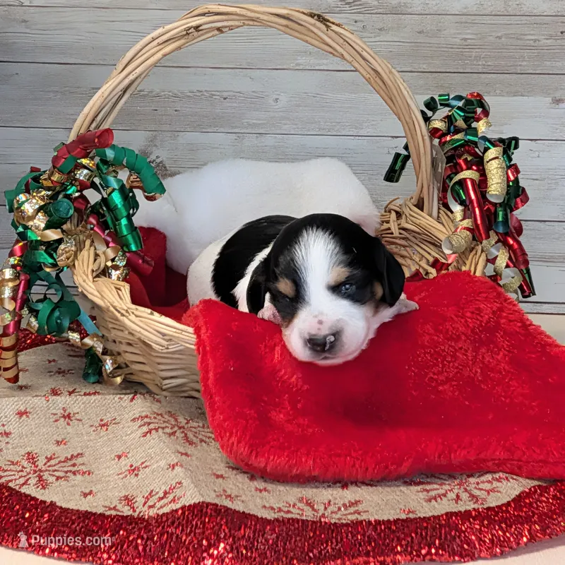 Black n tan piebald Long