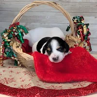 Black n tan piebald Long, a female Dachshund for sale in Englewood, FL – Photo 1 of 2