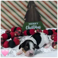 Black n tan piebald Long, a female Dachshund for sale in Englewood, FL – Photo 2 of 2