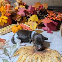 Chocolate pie F, a female Miniature Dachshund for sale in Englewood, FL – Photo 3 of 4