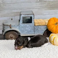 Chocolate pie F, a female Miniature Dachshund for sale in Englewood, FL – Photo 2 of 4