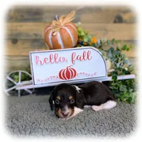 Chocolate pie F, a female Miniature Dachshund for sale in Englewood, FL – Photo 1 of 4