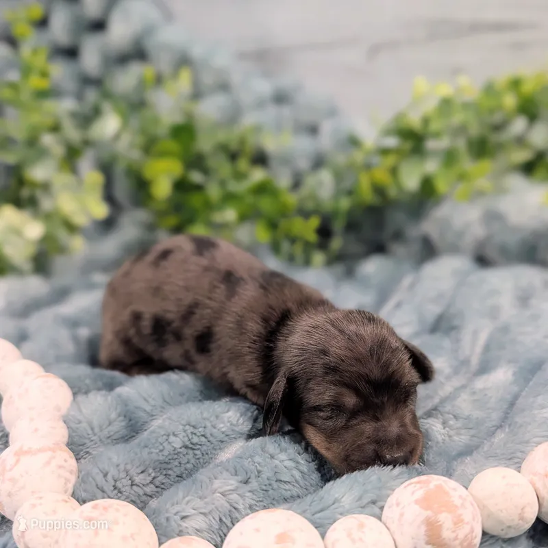 Dapple smooth  – Miniature Dachshund puppy for sale in Englewood, FL