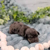 Dapple smooth , a male Miniature Dachshund for sale in Englewood, FL – 1 of 1