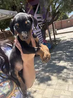 Purple colar, a female Doberman Pinscher for sale in Hemet, CA – 5 of 8