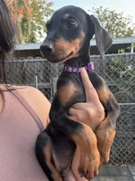 Purple colar, a female Doberman Pinscher for sale in Hemet, CA – 1 of 8