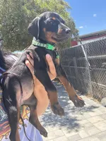 Green Colar , a female Doberman Pinscher for sale in Hemet, CA – 4 of 6