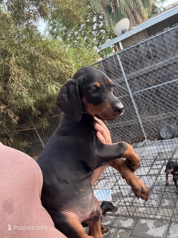 Red colar – Doberman Pinscher puppy for sale in Hemet, CA