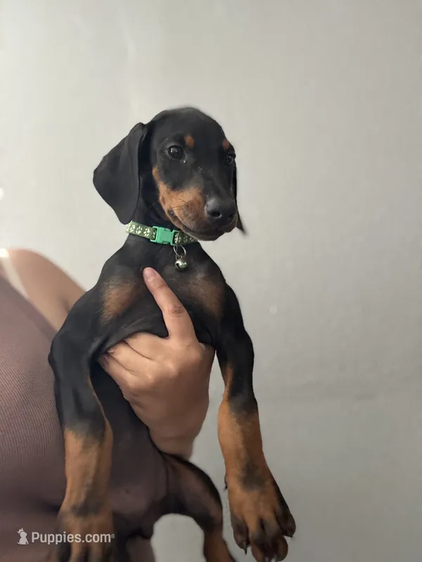 Green Colar  – Doberman Pinscher puppy for sale in Hemet, CA