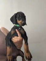Green Colar , a female Doberman Pinscher for sale in Hemet, CA – 1 of 6