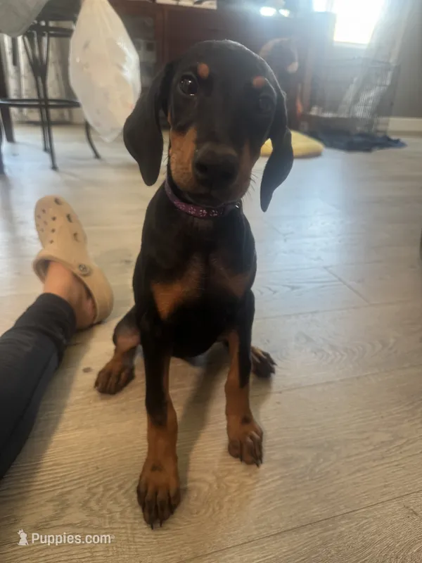 Purple colar – Doberman Pinscher puppy for sale in Hemet, CA