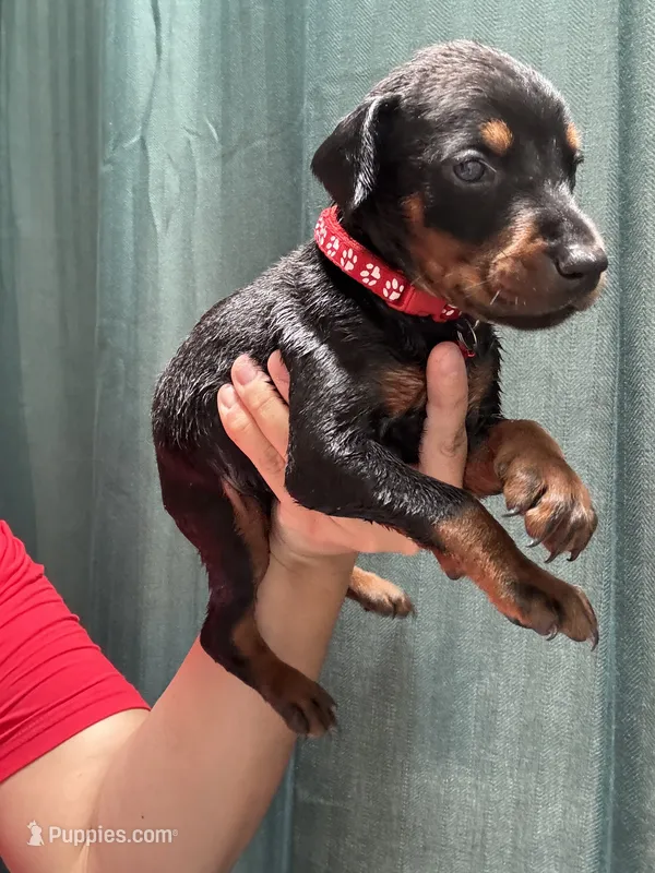 Red colar – Doberman Pinscher puppy for sale in Hemet, CA