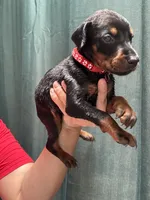 Red colar, a male Doberman Pinscher for sale in Hemet, CA – 1 of 2