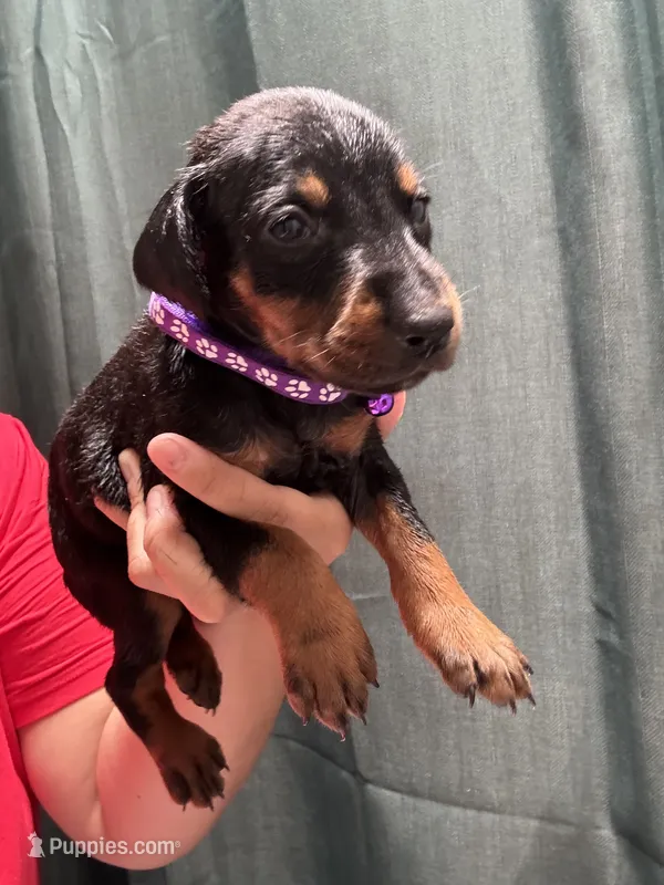 Purple colar – Doberman Pinscher puppy for sale in Hemet, CA