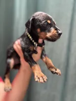 Black colar, a male Doberman Pinscher for sale in Hemet, CA – 2 of 2