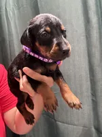Purple collar , a female Doberman Pinscher for sale in Hemet, CA – 5 of 5
