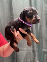 Purple collar , a female Doberman Pinscher for sale in Hemet, CA – 4 of 5