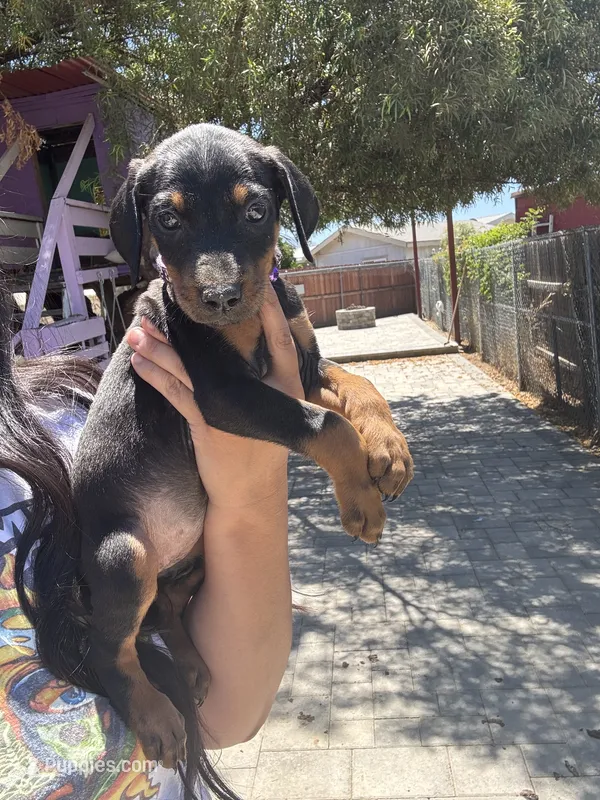 Purple colar – Doberman Pinscher puppy for sale in Hemet, CA