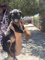 Purple colar, a female Doberman Pinscher for sale in Hemet, CA – 6 of 8