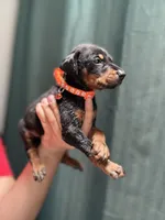 Orange , a male Doberman Pinscher for sale in Hemet, CA – 2 of 3