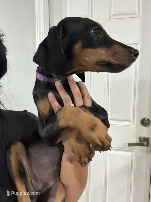 Purple colar – Doberman Pinscher puppy for sale in Hemet, CA