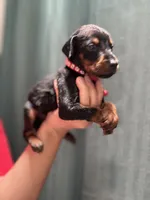 Red colar, a male Doberman Pinscher for sale in Hemet, CA – 2 of 2