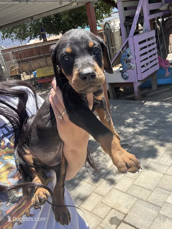 Black colar – Doberman Pinscher puppy for sale in Hemet, CA