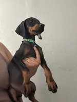 Green Colar , a female Doberman Pinscher for sale in Hemet, CA – 2 of 6