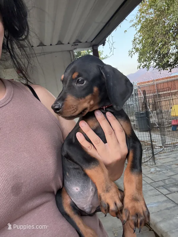 Red colar – Doberman Pinscher puppy for sale in Hemet, CA