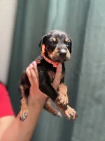 Orange , a male Doberman Pinscher for sale in Hemet, CA – 3 of 3