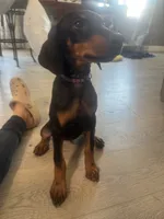 Purple collar , a female Doberman Pinscher for sale in Hemet, CA – 3 of 5