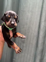 Green Colar , a male Doberman Pinscher for sale in Hemet, CA – 2 of 2