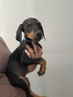 Purple colar, a female Doberman Pinscher for sale in Hemet, CA – 3 of 8