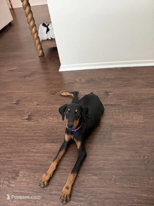 Purple collar  – Doberman Pinscher puppy for sale in Hemet, CA