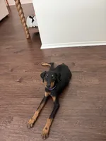 Purple collar , a female Doberman Pinscher for sale in Hemet, CA – 1 of 5