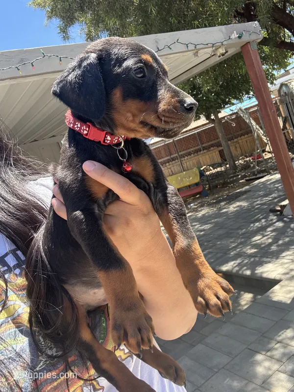 Red colar – Doberman Pinscher puppy for sale in Hemet, CA