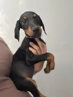 Purple colar, a female Doberman Pinscher for sale in Hemet, CA – 2 of 8