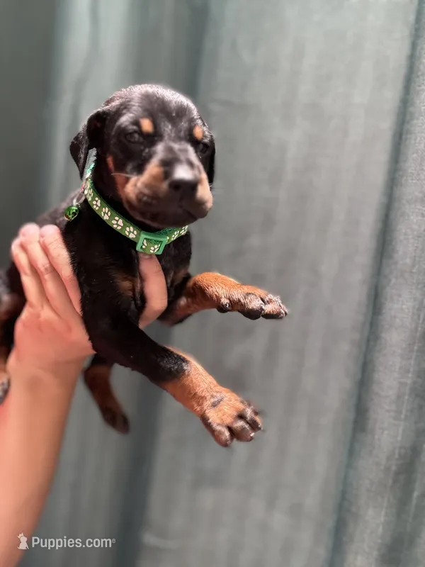 Green Colar  – Doberman Pinscher puppy for sale in Hemet, CA
