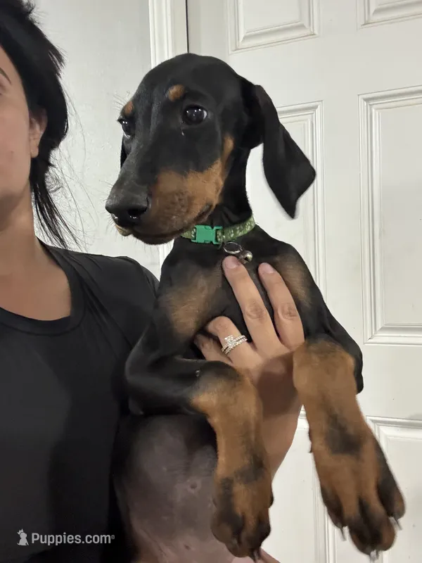 Green Colar  – Doberman Pinscher puppy for sale in Hemet, CA