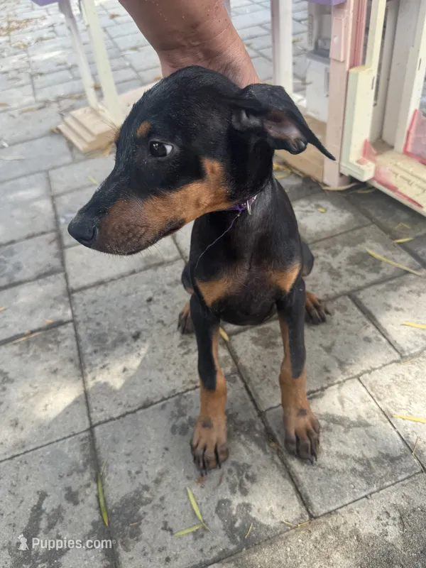 Purple colar – Doberman Pinscher puppy for sale in Hemet, CA