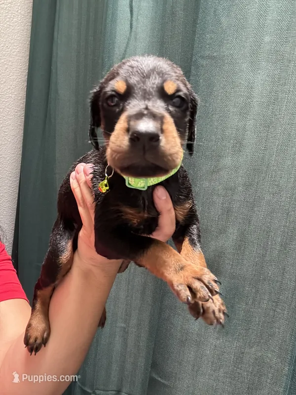 Lime green – Doberman Pinscher puppy for sale in Hemet, CA