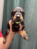 Lime green, a male Doberman Pinscher for sale in Hemet, CA – 1 of 2