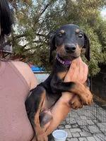 Purple colar, a female Doberman Pinscher for sale in Hemet, CA – 4 of 8