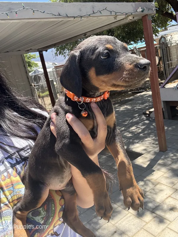 Orange  – Doberman Pinscher puppy for sale in Hemet, CA