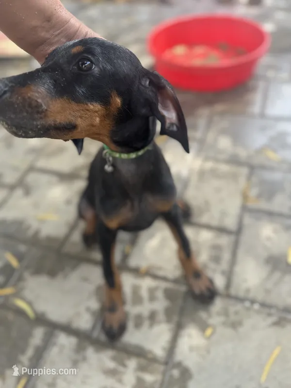 Green Colar  – Doberman Pinscher puppy for sale in Hemet, CA