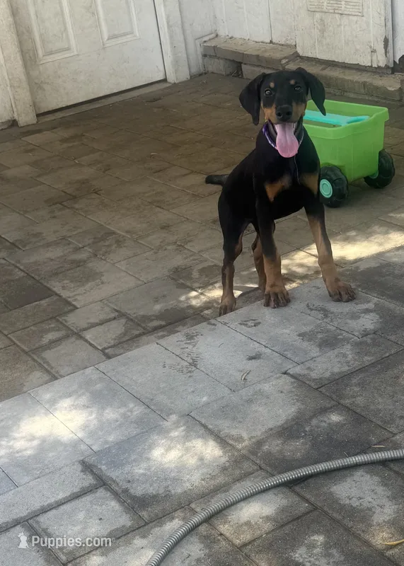 Purple colar – Doberman Pinscher puppy for sale in Hemet, CA