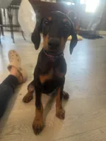 Purple collar , a female Doberman Pinscher for sale in Hemet, CA – 2 of 5