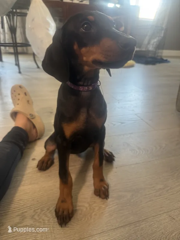 Purple colar – Doberman Pinscher puppy for sale in Hemet, CA